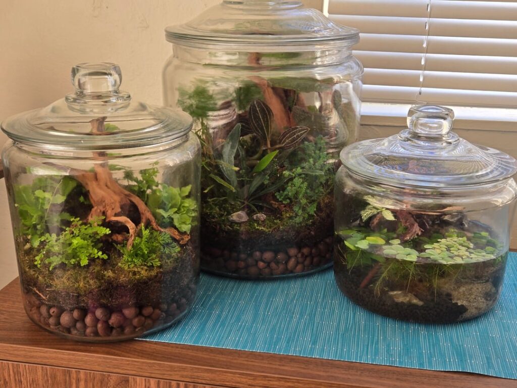 My first terrarium (and second and third!)