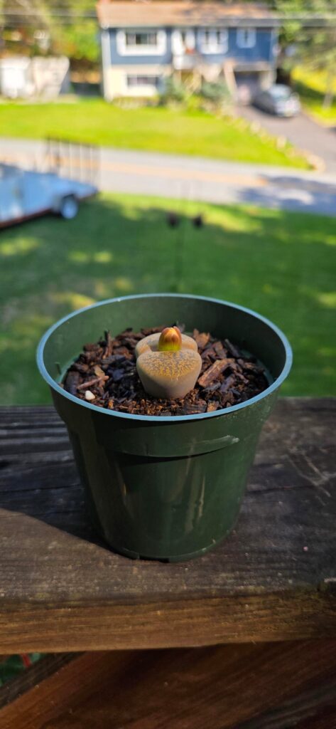 10 year old son is so proud!