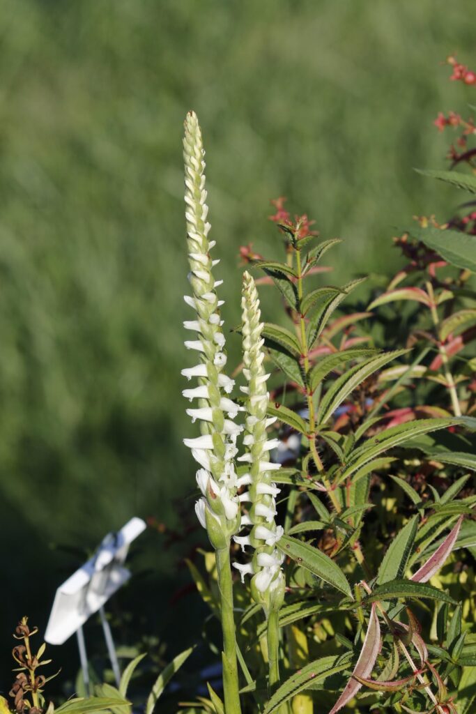 Underappreciated Native Genre: Spiranthes Underappreciated Native Genre: Spiranthes