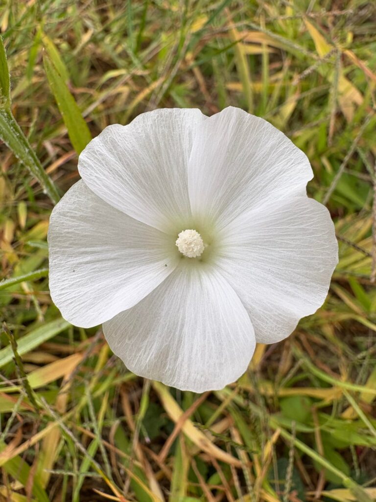 I've gotten 8 different ID's from plant apps. What is it?