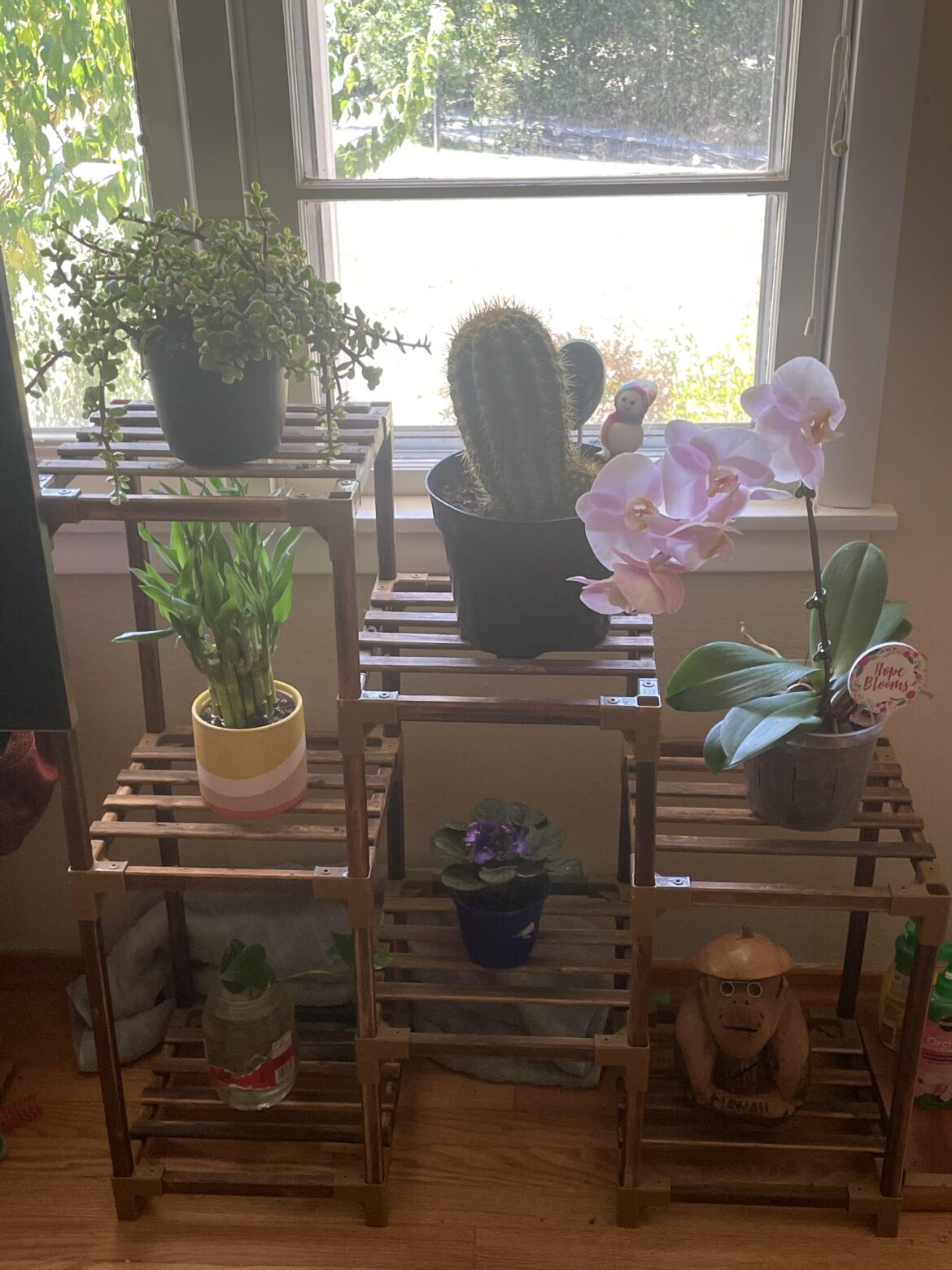 A year ago I let all my plants die because I was depressed. I finally got some more today :)