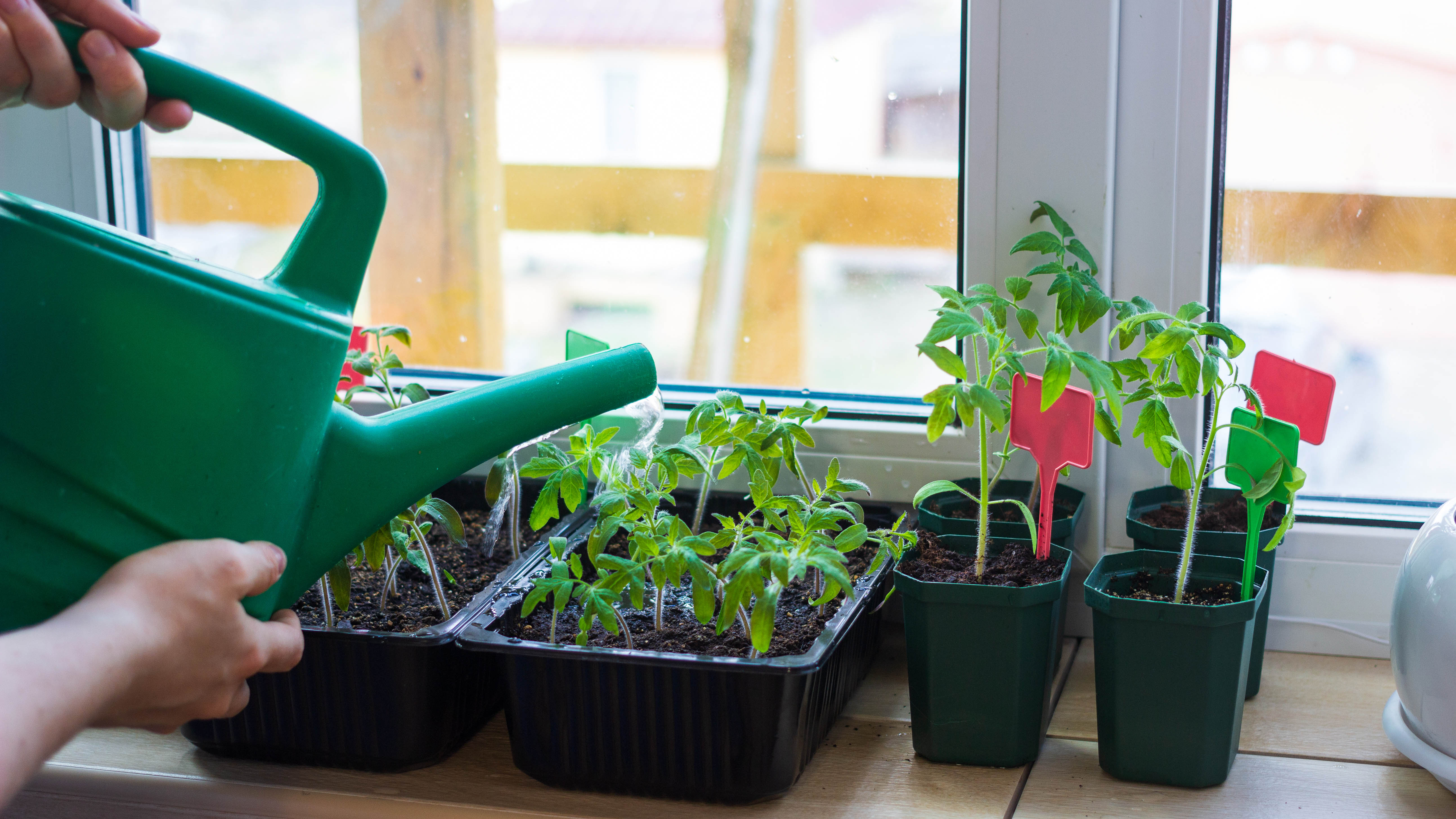 Watering seedlings by window