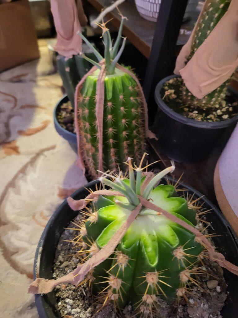 Leuchtenbergia principis grafting and cloning attempt