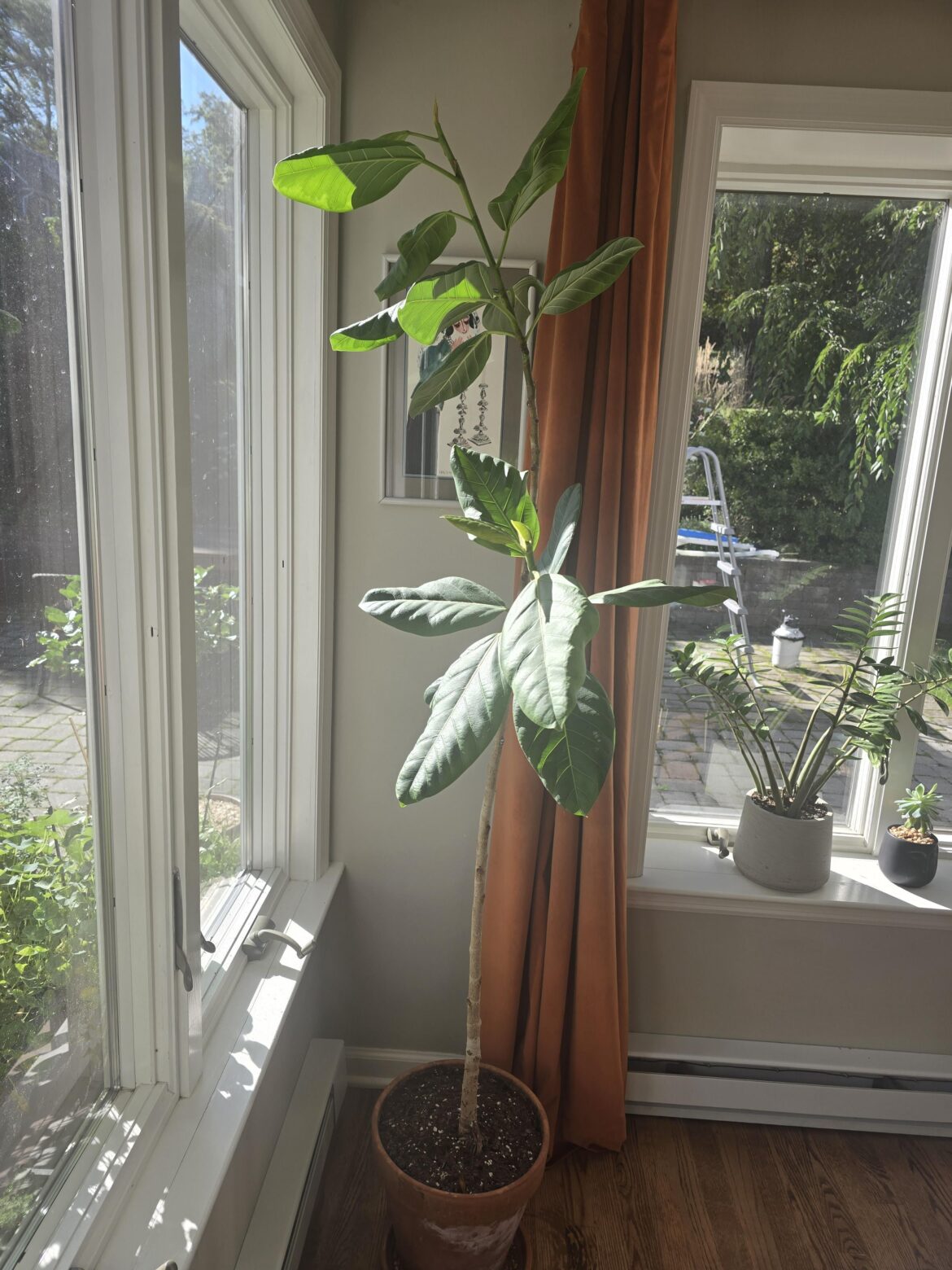 Chop above or below the lower branch?