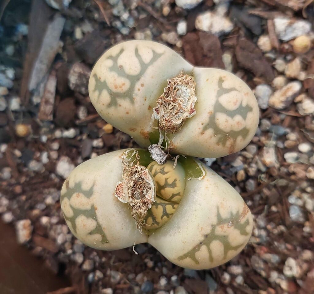 On a scale of 1 to Dead-Man-Walking are these guys boned? On a scale of 1 to Dead-Man-Walking are these guys boned?