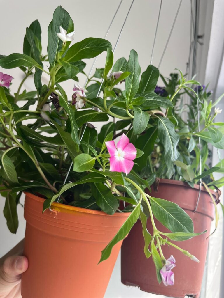 What are these flowers?