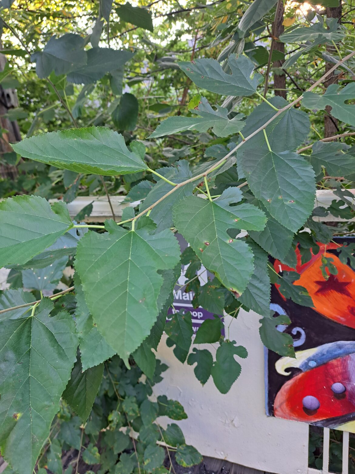 Why are there lobed and non-lobed leaves on the same plant?