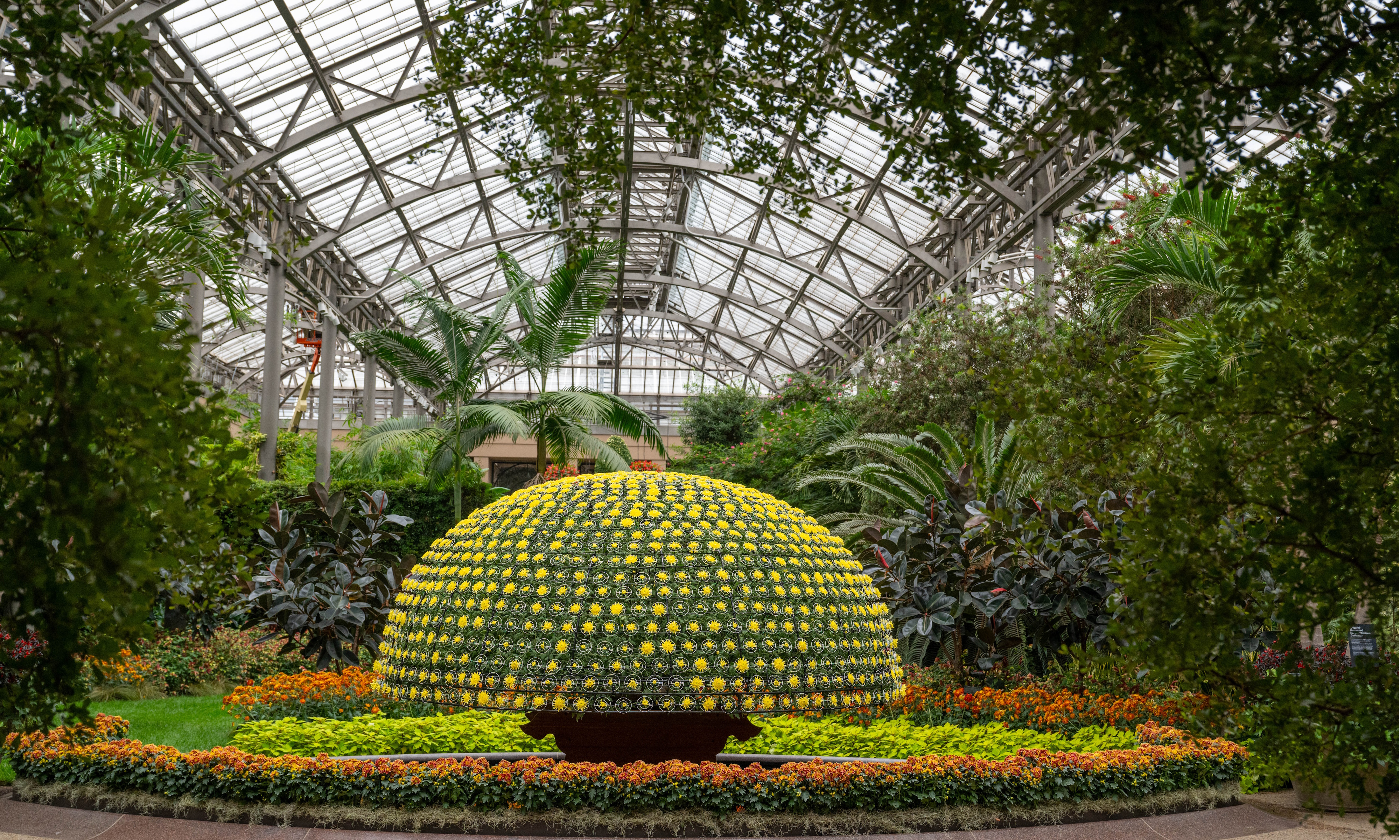 Thousand Bloom Chrysanthemum at Longwood Gardens