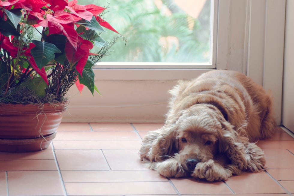how to care for poinsettias