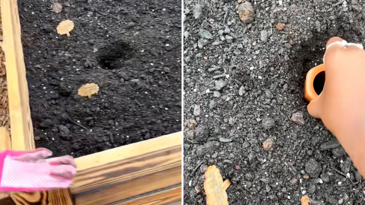 Gardener shares age-old hack for thriving plants with low effort: ‘This is so neat’ "They have been a life saver!!!"