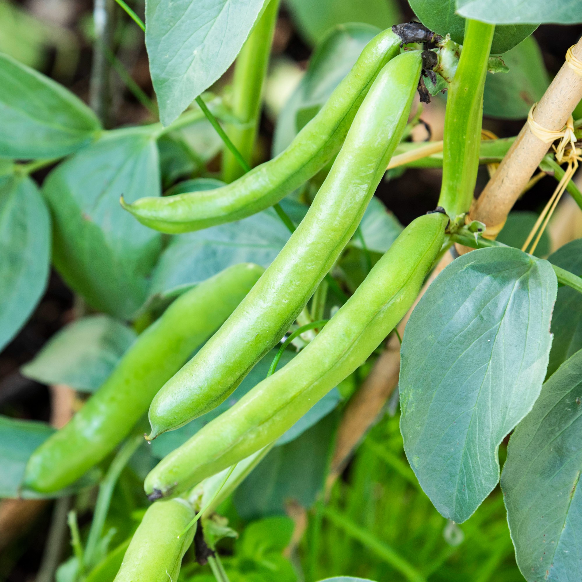 Broad beans