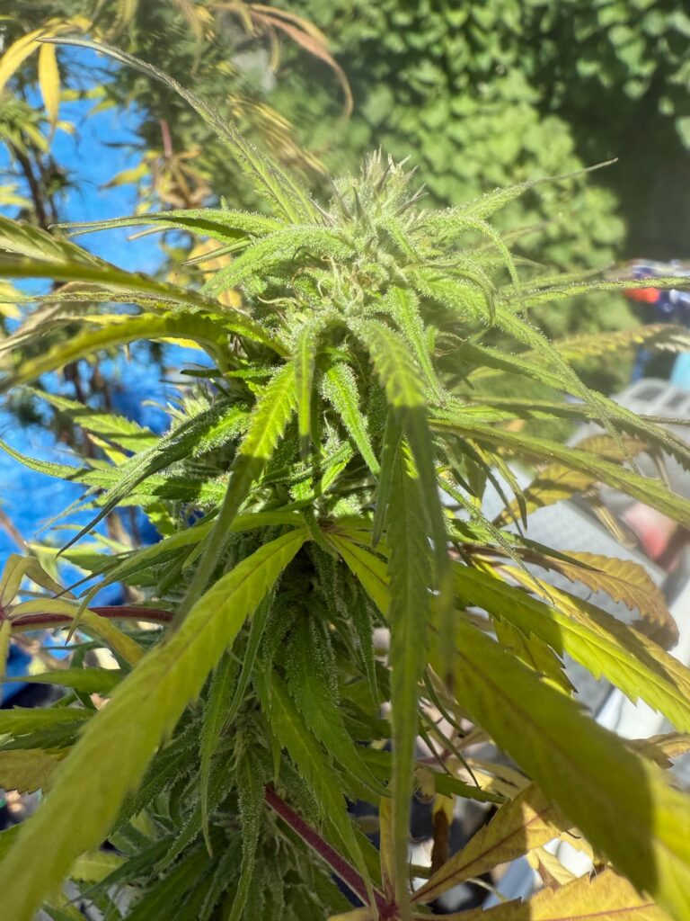 Would yall cut it know ? The 2nd pic I can see the mold should I still smoke it or make eddies at least