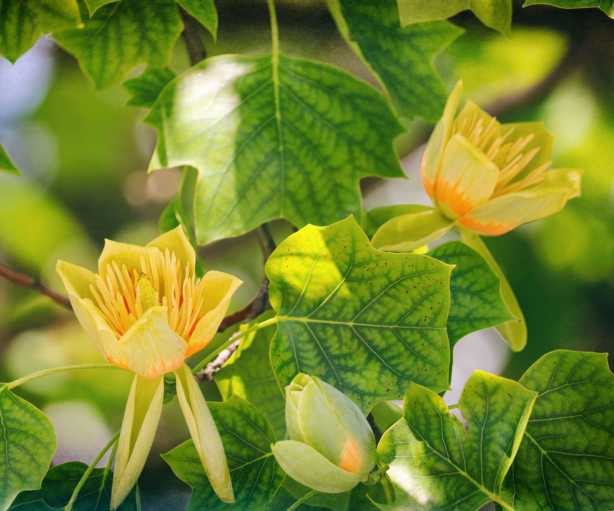 yellow tulip tree flowers