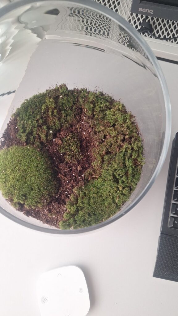 Have some questions about first mossarium