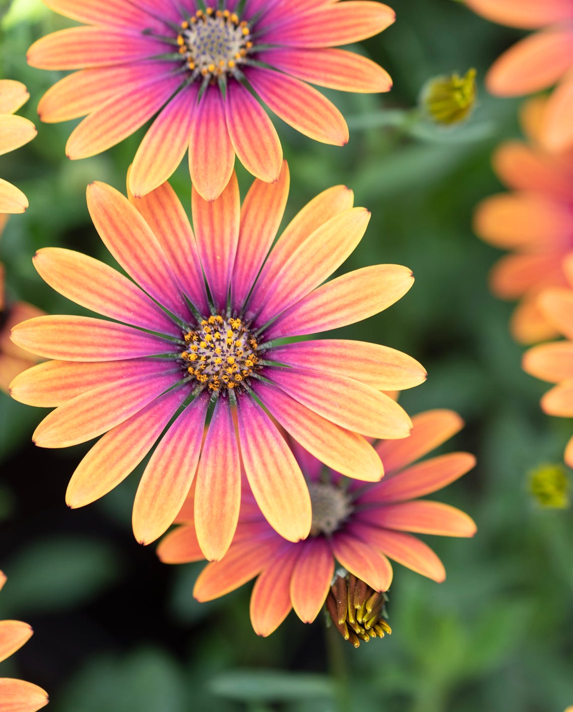 osteospermum ecklonis flowers dimorfoteca