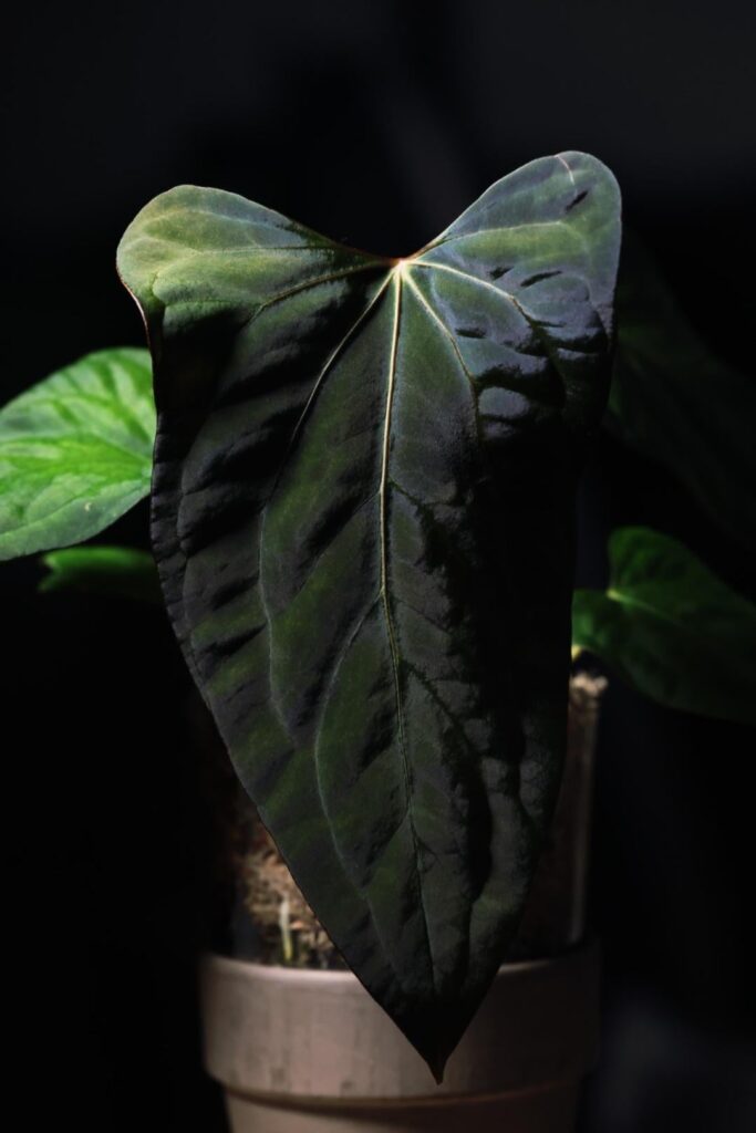 Anthurium BVIT x Indo Portillae glow up