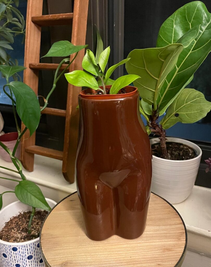 I don’t know if this thing I thrifted is made to hold plants…I don’t think it is, but I love it for my new ZZ prop🤗