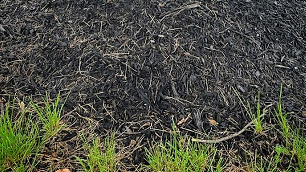 ‘To be absolutely clear, you should not do this’ "I don’t understand why landscape companies still do this."