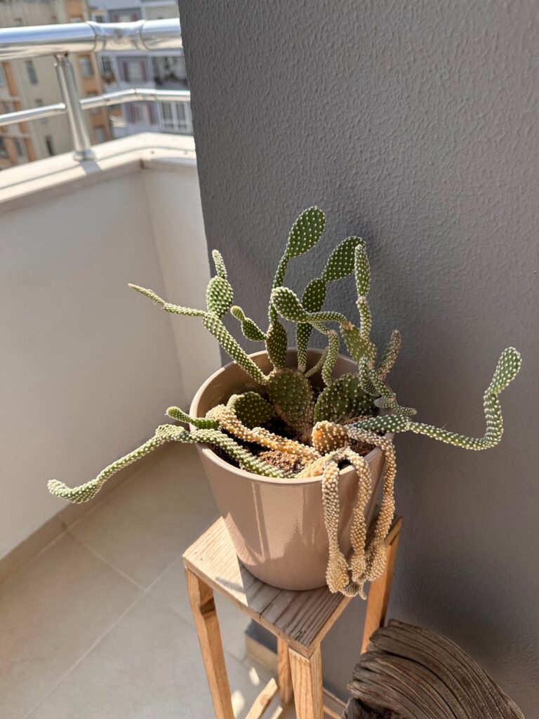 Adopted some plants from a neighbor