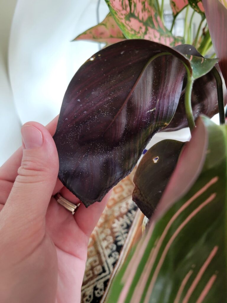 I just bought this beautiful lady and hoping it's dust....