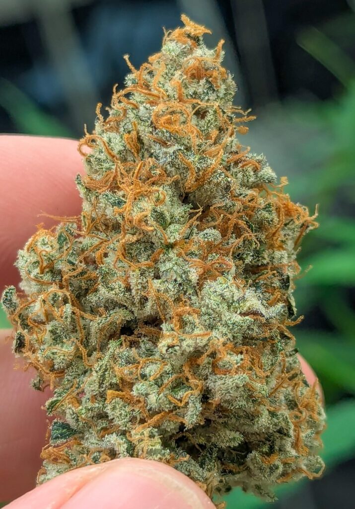 Gummibears came out loud 🍋🧀⛽ Gummibears came out loud 🍋🧀⛽