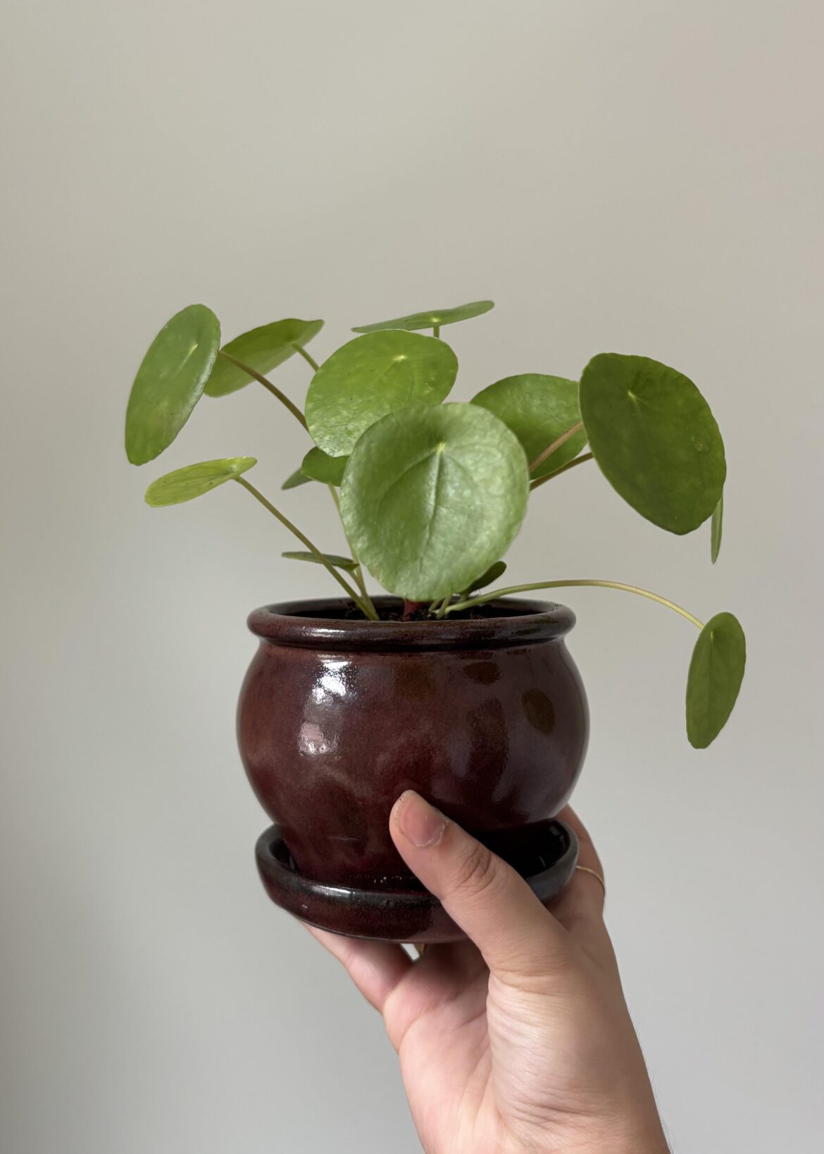 found the perfect pot for her 😭