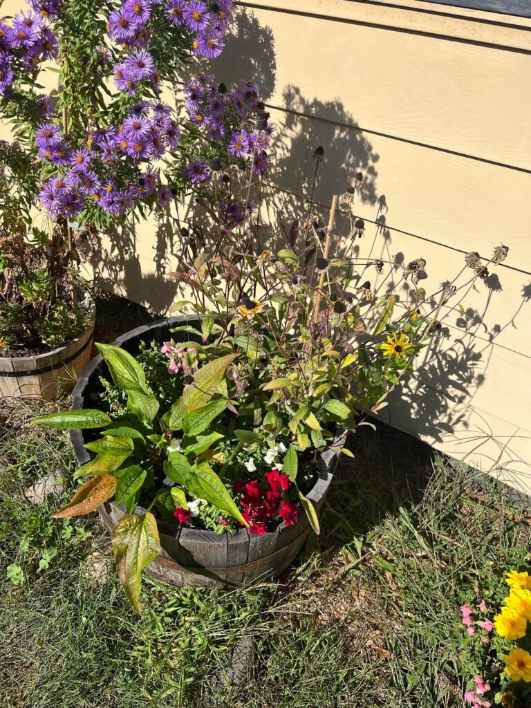 Rudbeckia died early Rudbeckia died early