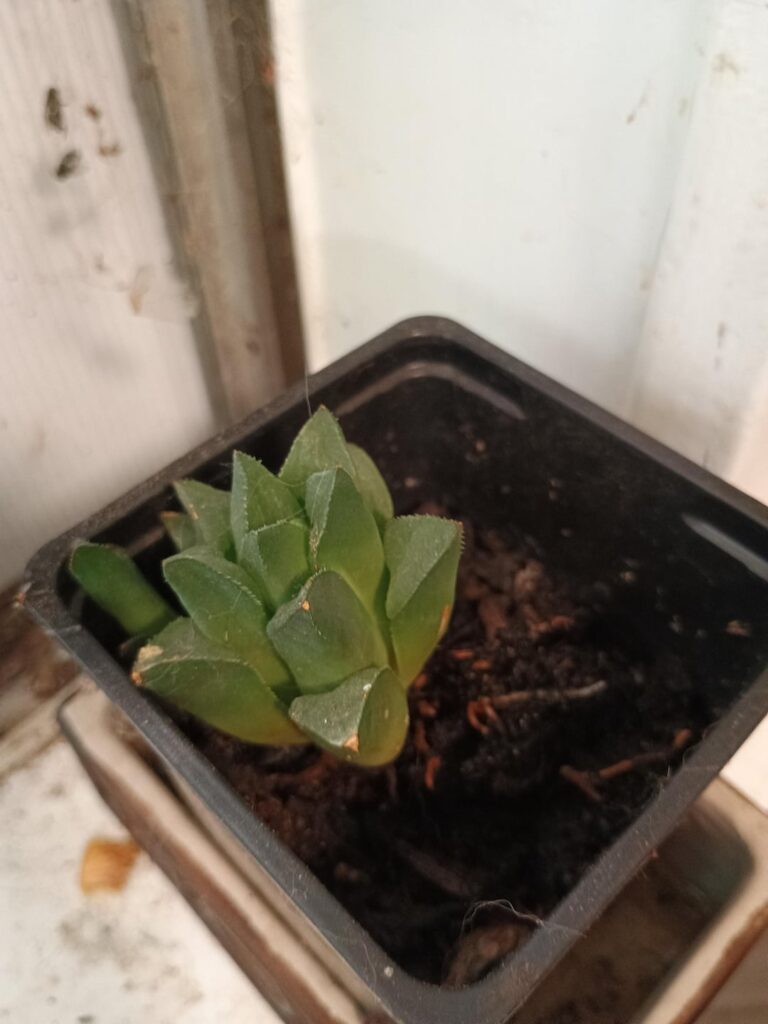best care for this plant? best care for this plant?