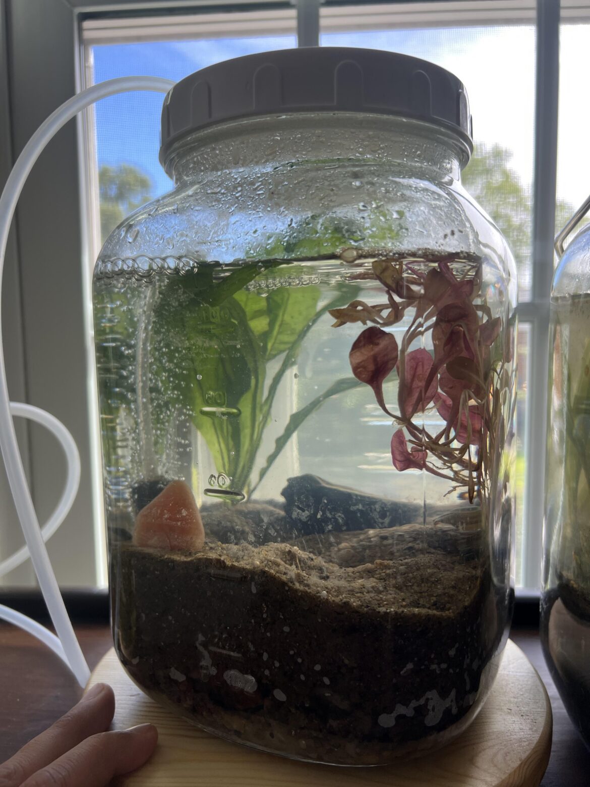 Jarrarium (Attempt 2)