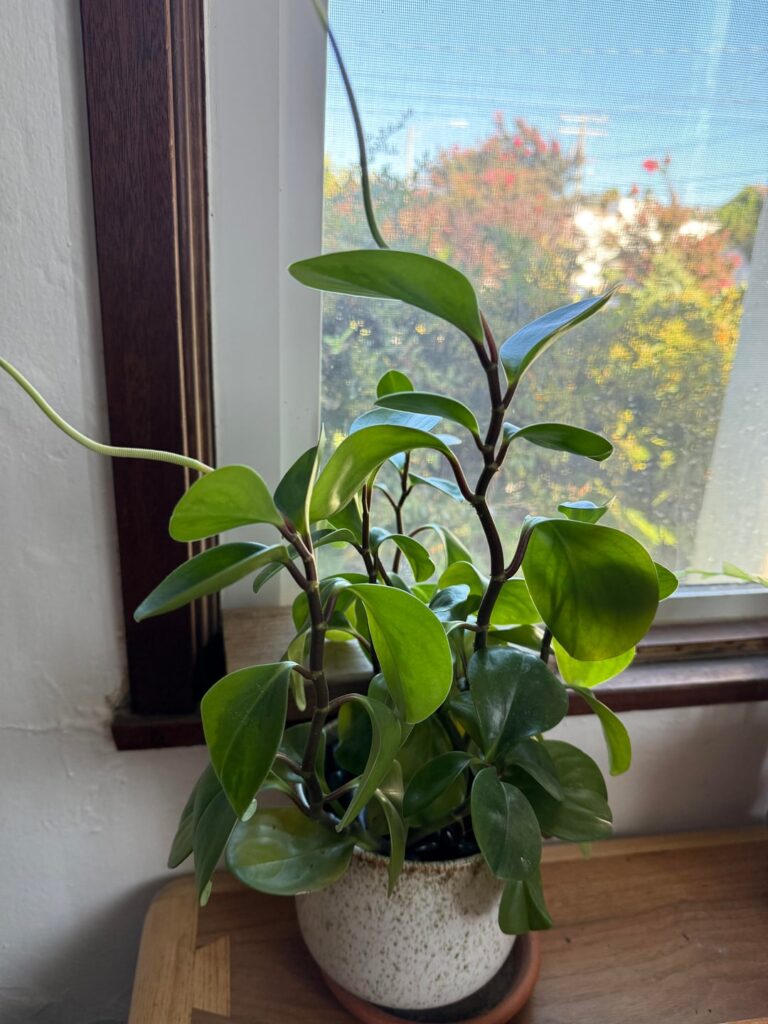 What is this?