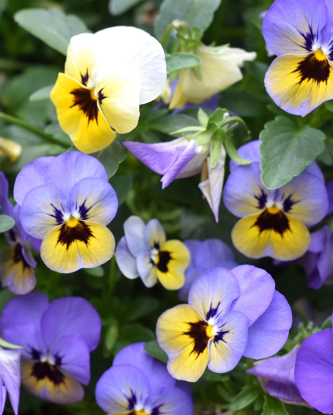 spring bulb companion plants pansies and violas