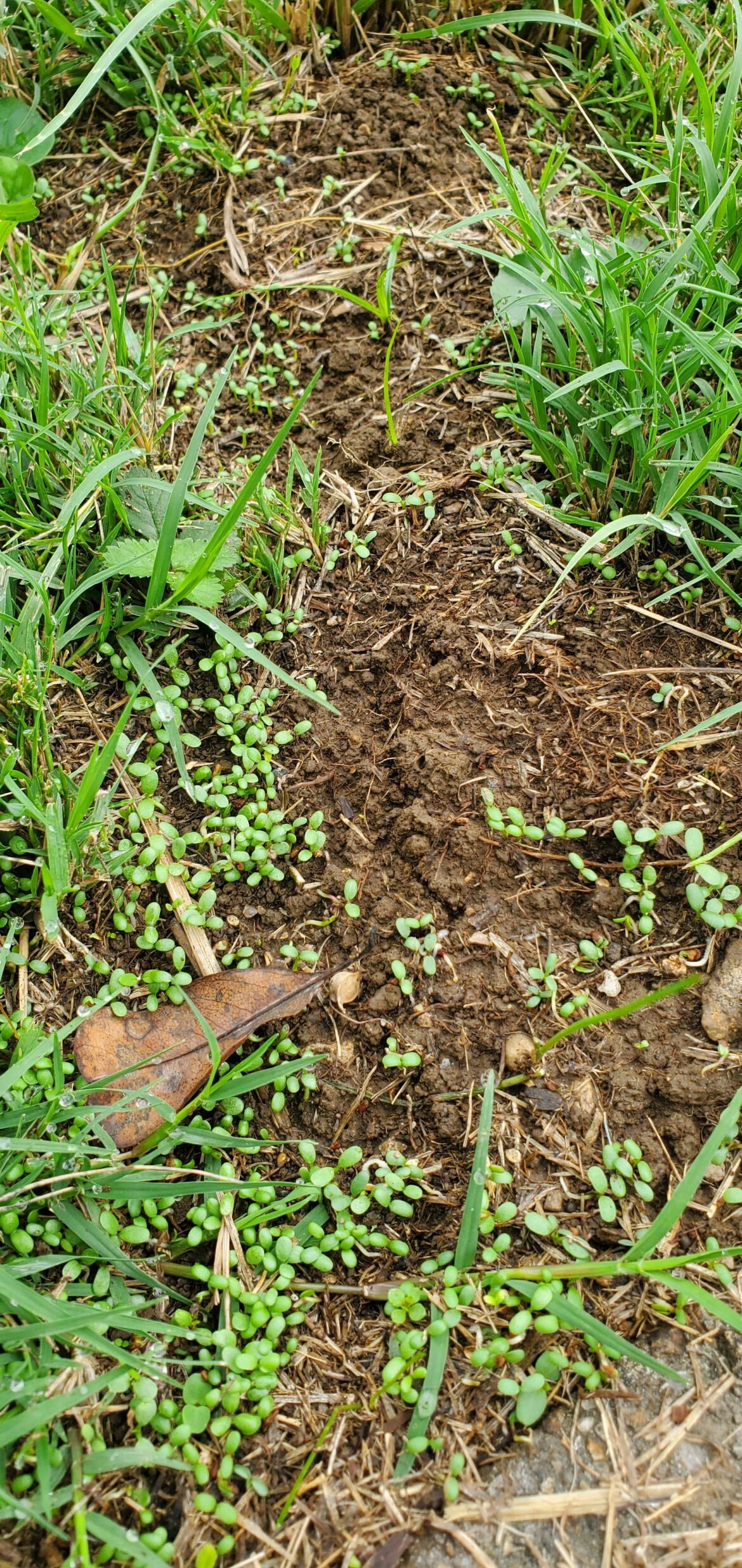 WIP Replacing My Lawn WIP Replacing My Lawn