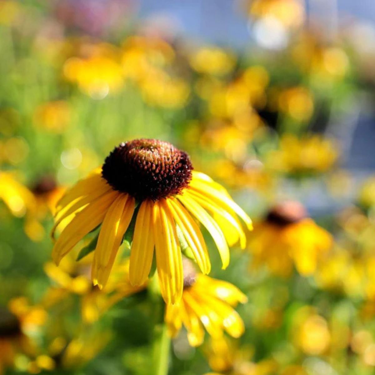 Rudbeckia