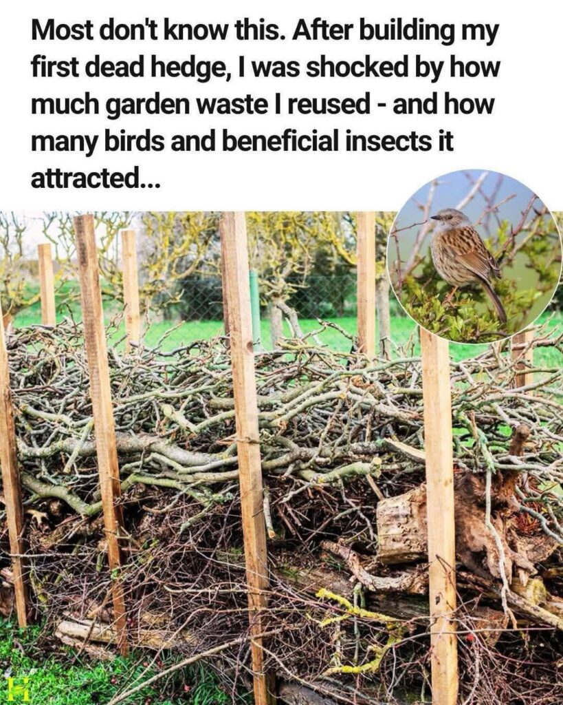 Have any of you heard of a dead hedge before?