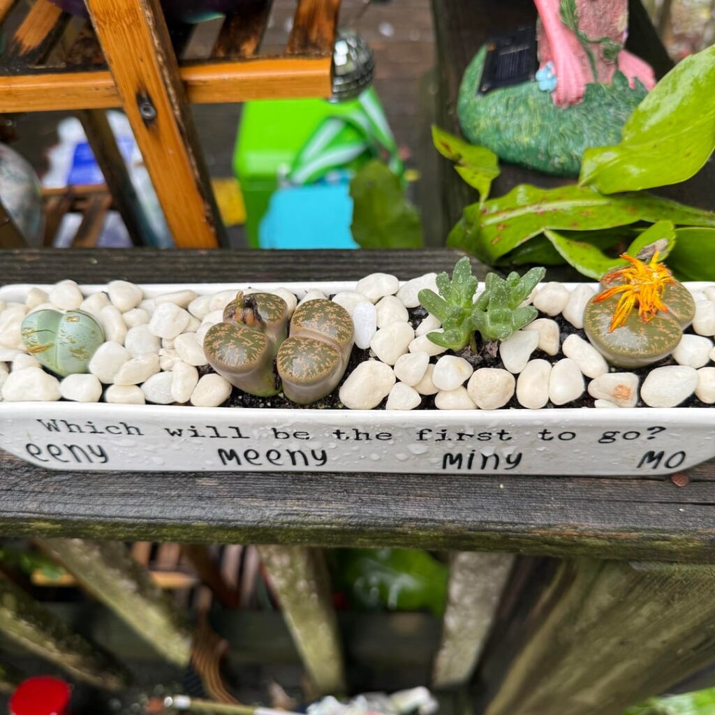 Mine live outside. It’s rained 2.5” in the past week 😬