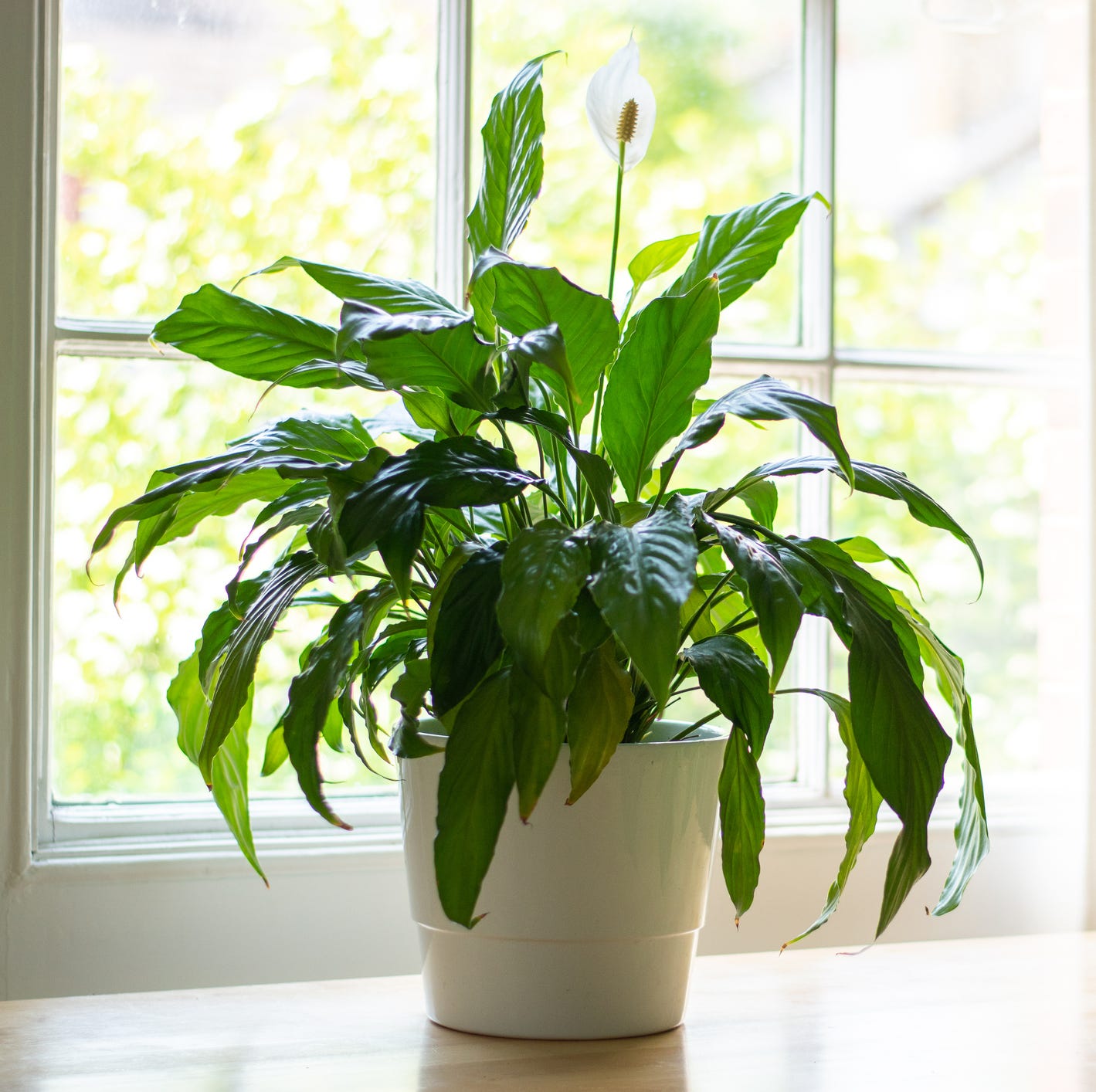 good luck plants peace lily