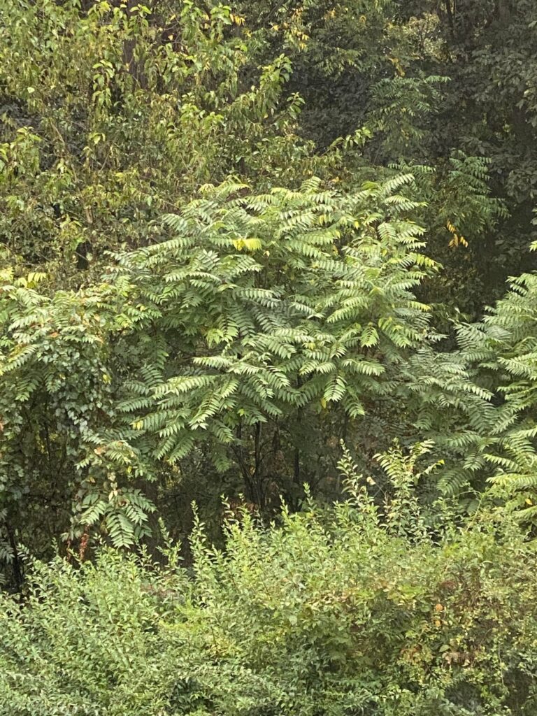 What is this plant at my parents?