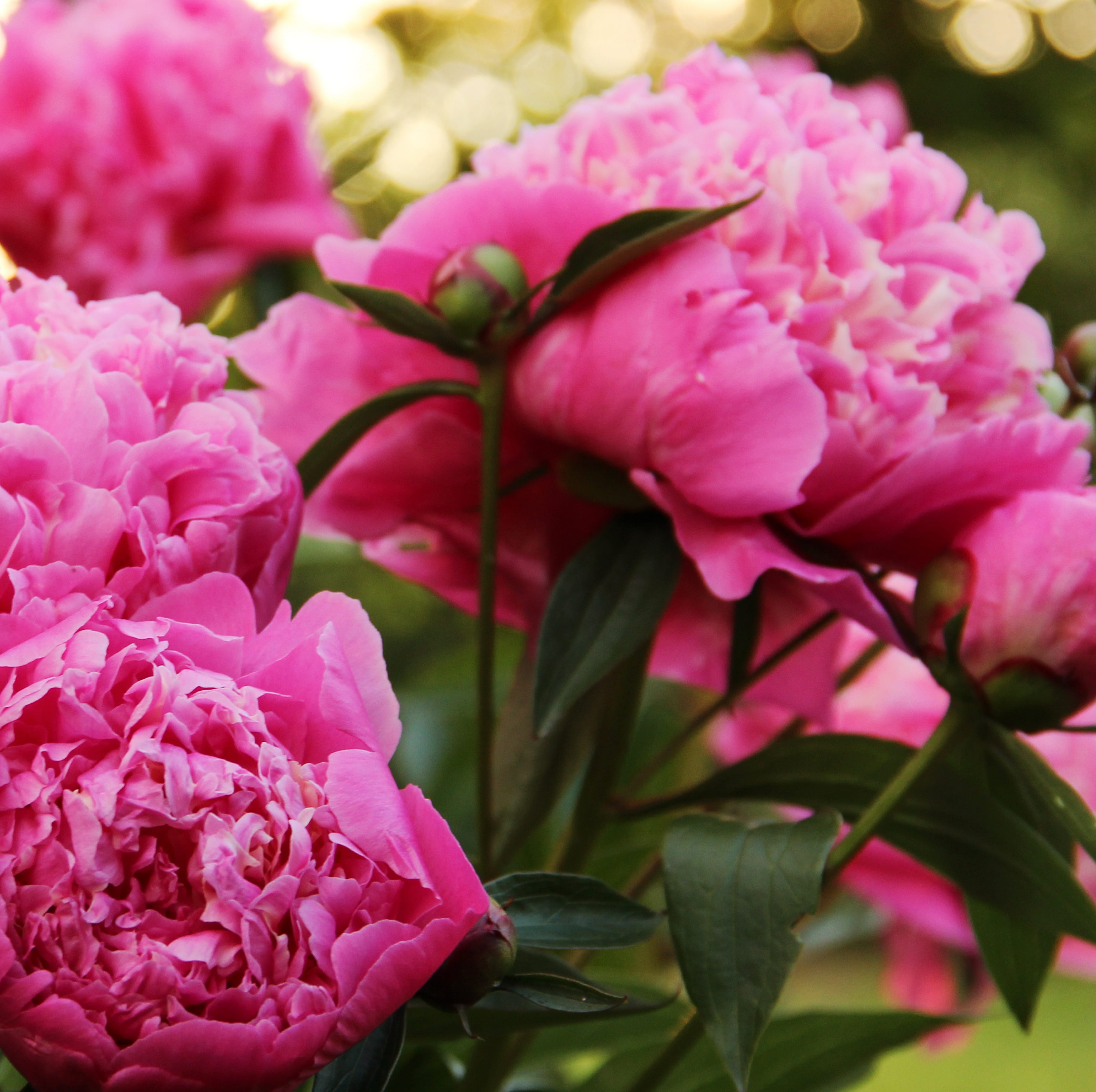 good luck plants peony