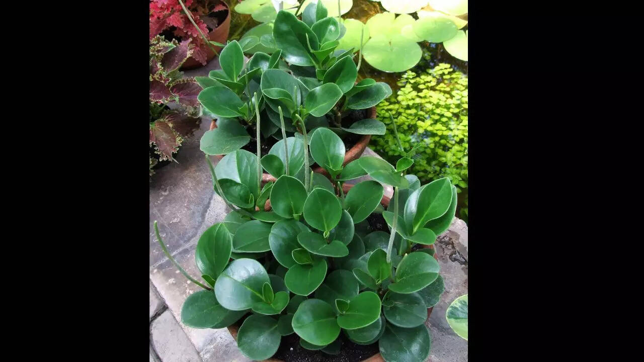 Peperomia