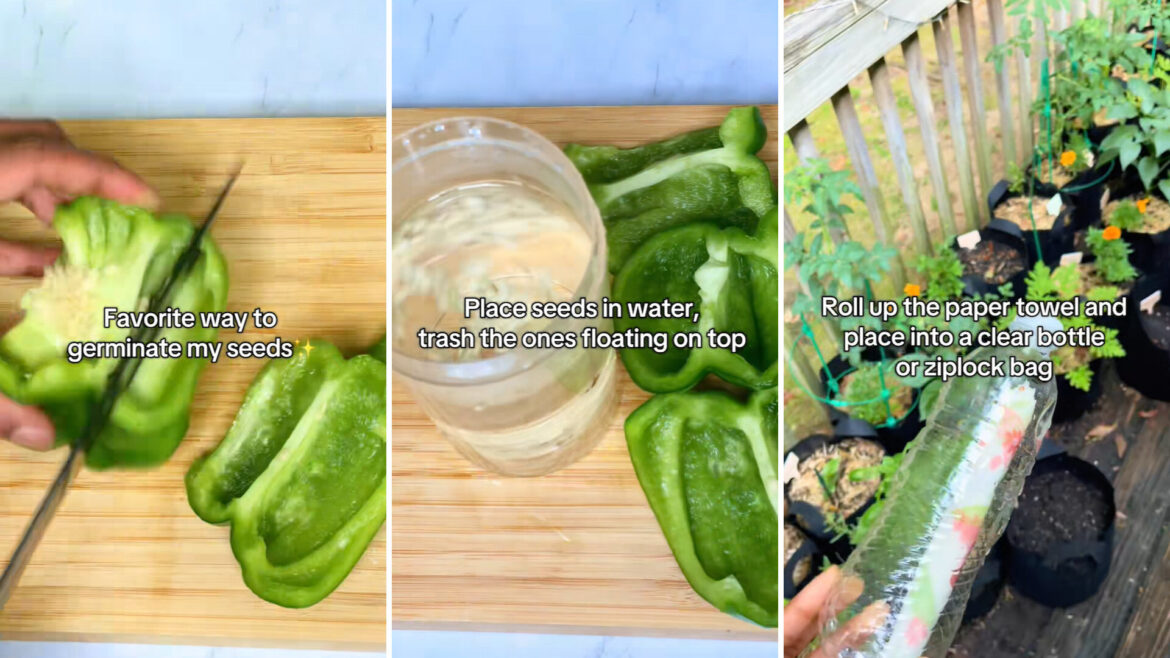 Gardener shares simple hack to grow seemingly endless supply of popular grocery item: ‘I never knew that’ "That is so smart."