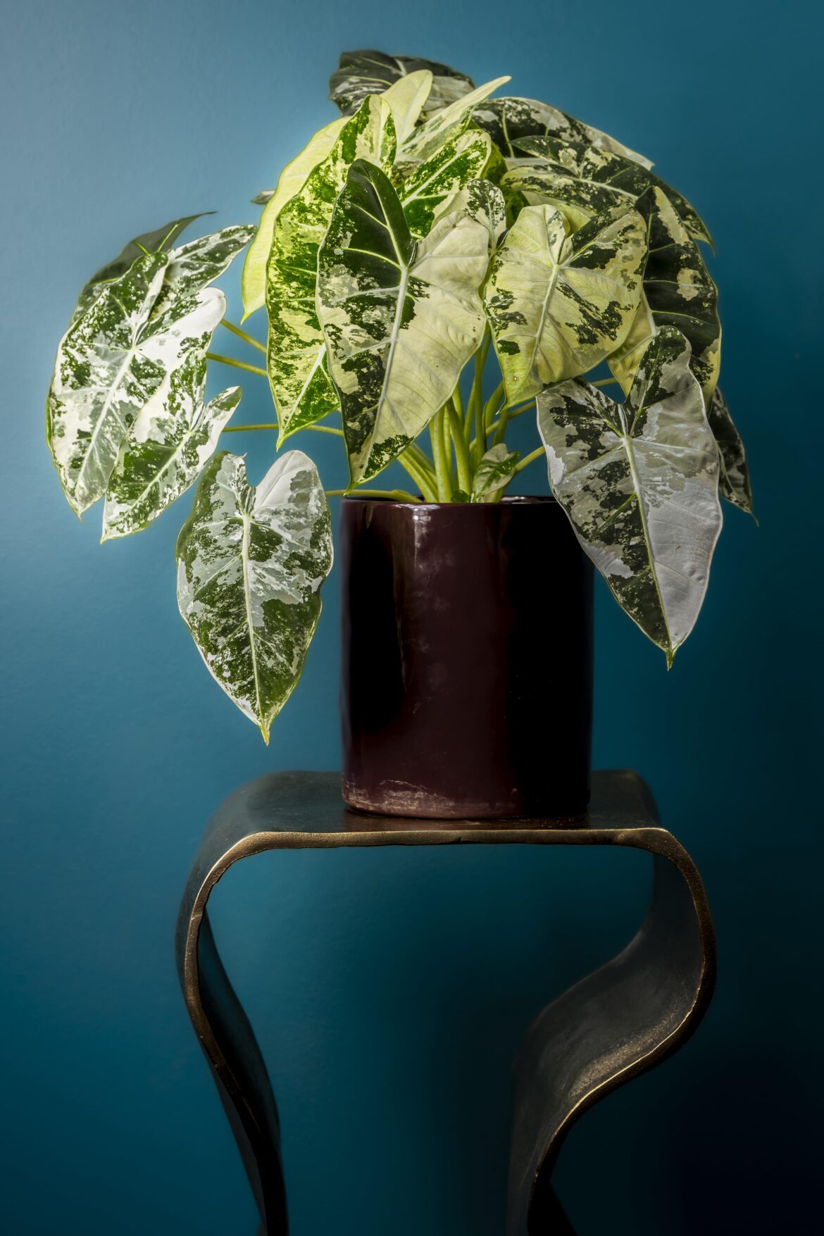 Snapped another one from my wife’s plant collection 🌿📸