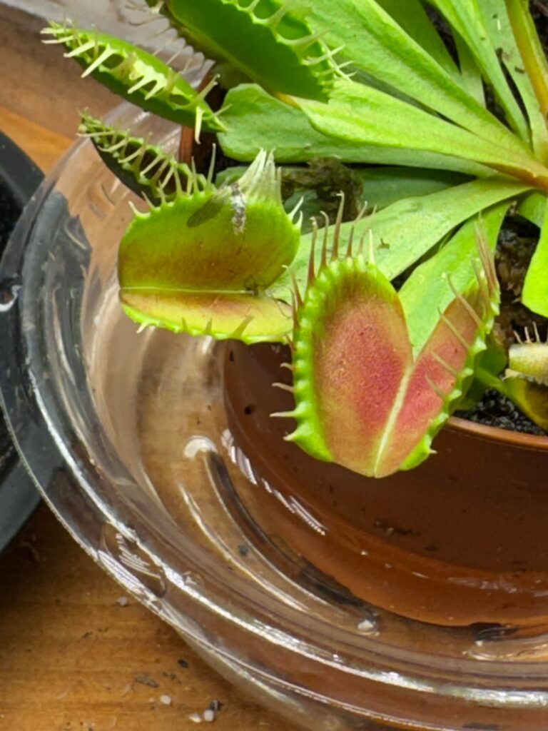 Fun Flytrap find: