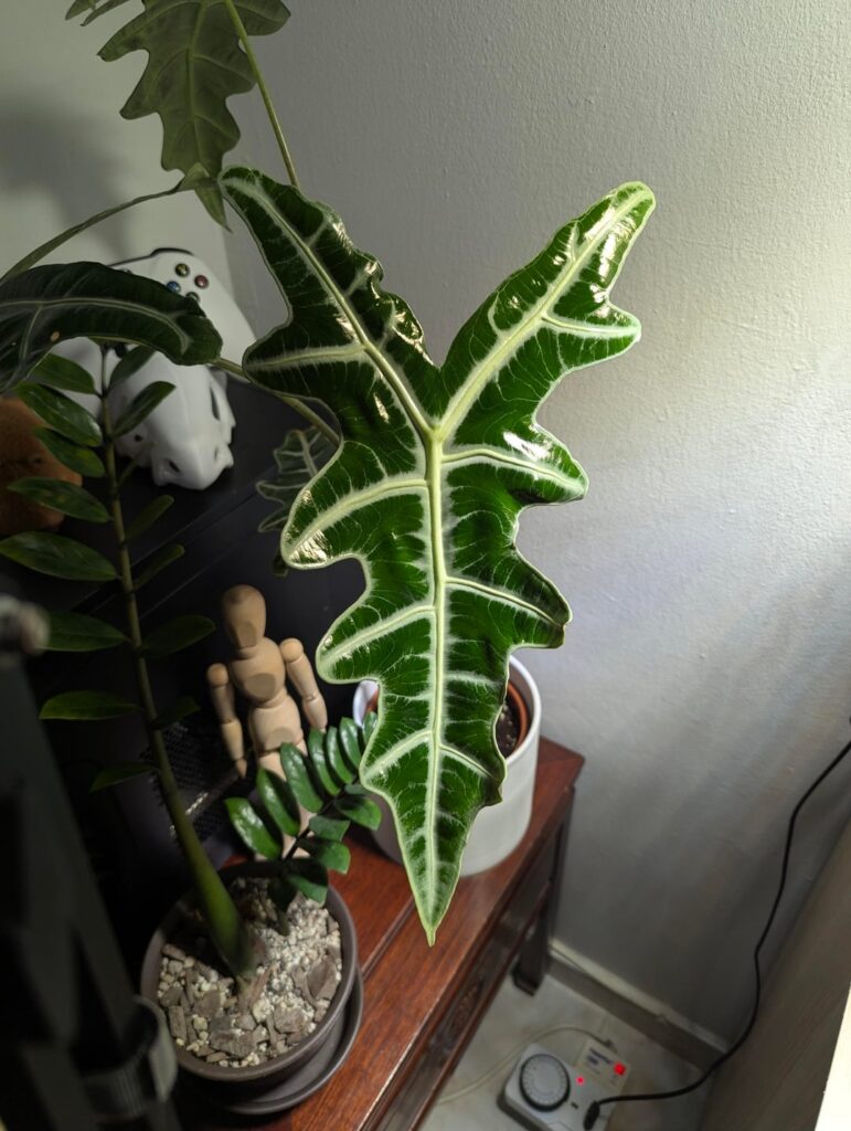 The newest leaf on my Alocasia sanderiana