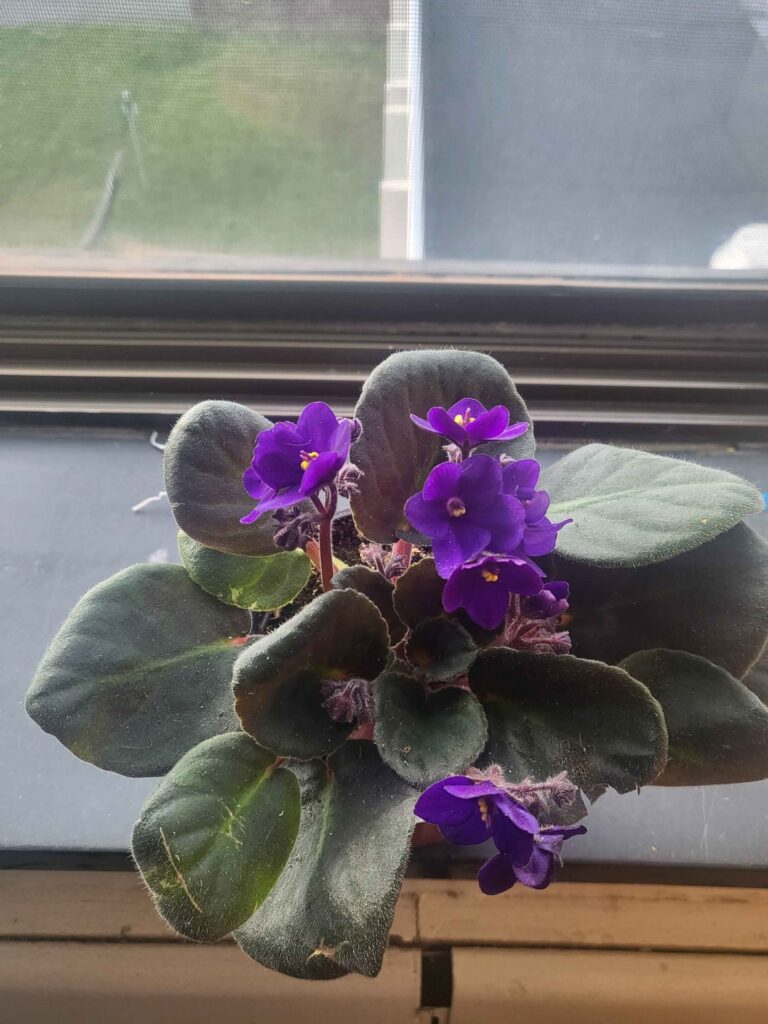 bought this beauty at a club fundraiser, how do i care for her? bought this beauty at a club fundraiser, how do i care for her?