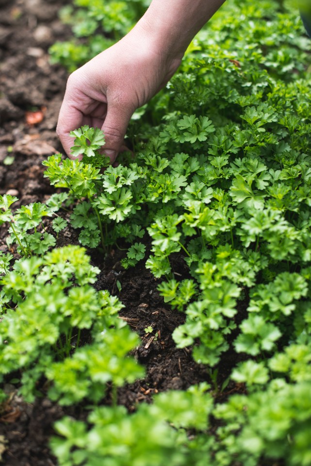 Hand harvesting parsley from a garden.