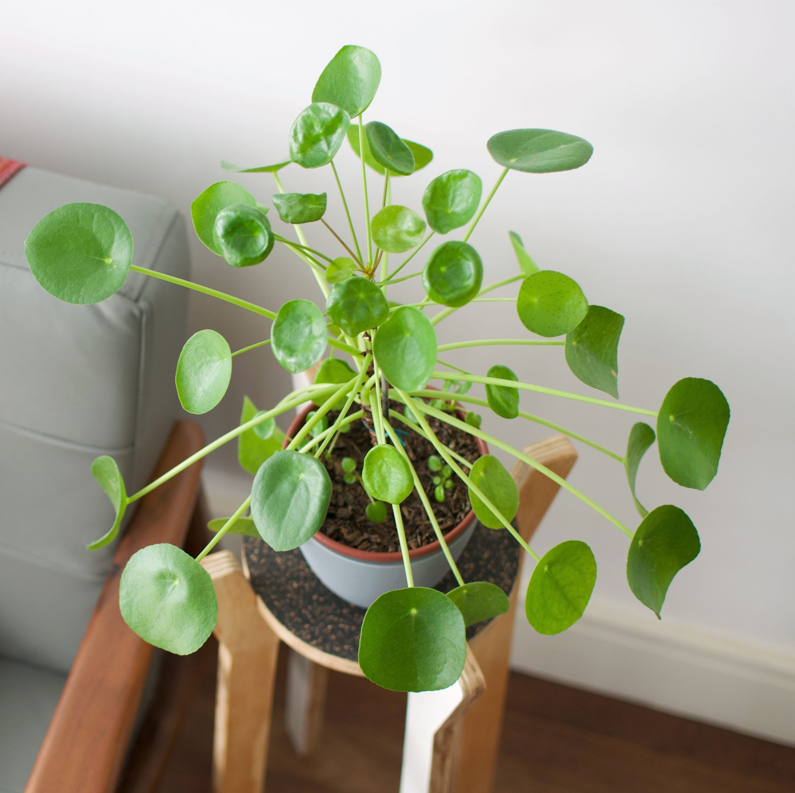 good luck plants pilea