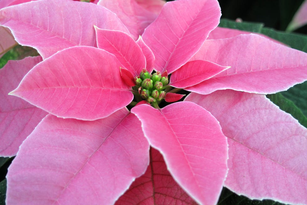 how to care for poinsettias