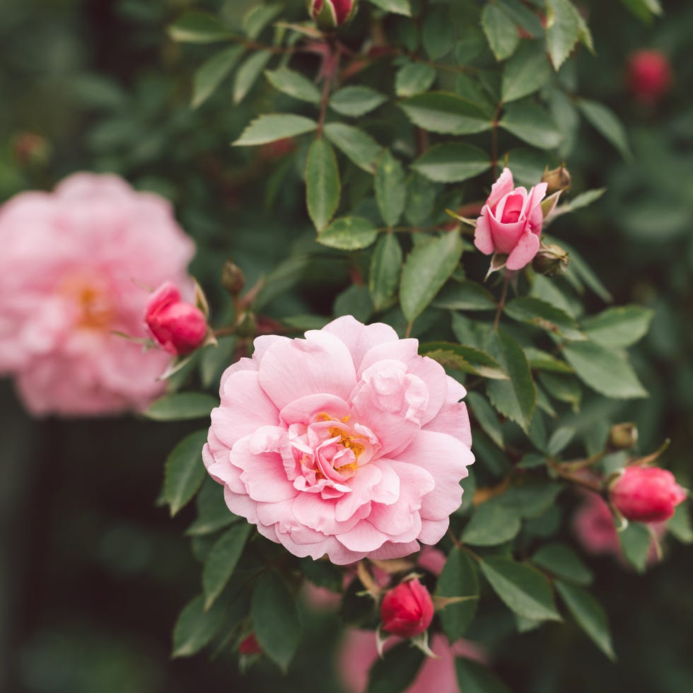 pink rose bush