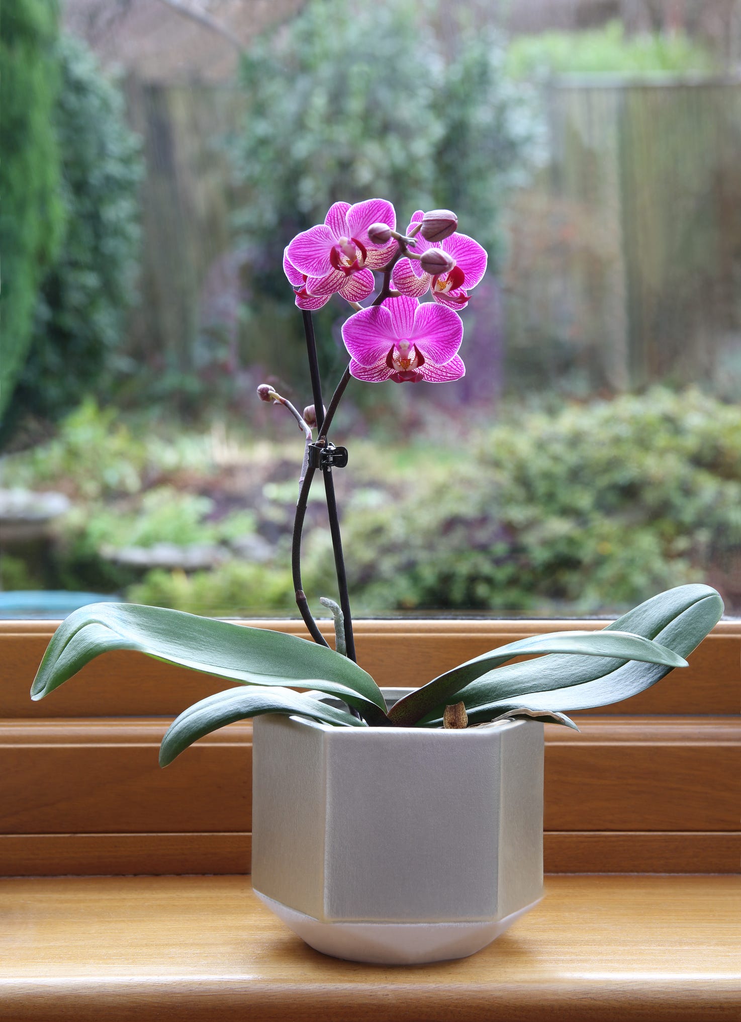 pink spray of orchid flowers, phalaenopsis, on plant in pot