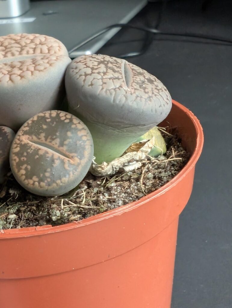 New to Lithops and a bit concerned about discolouration!